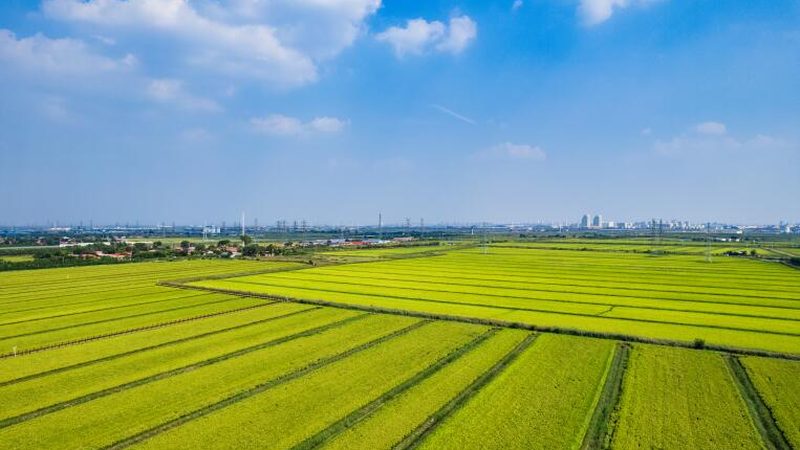 山东农产品批发基地：联系渠道与选择要点