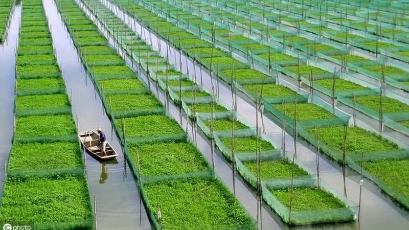 生鲜分拣错误率降低技巧