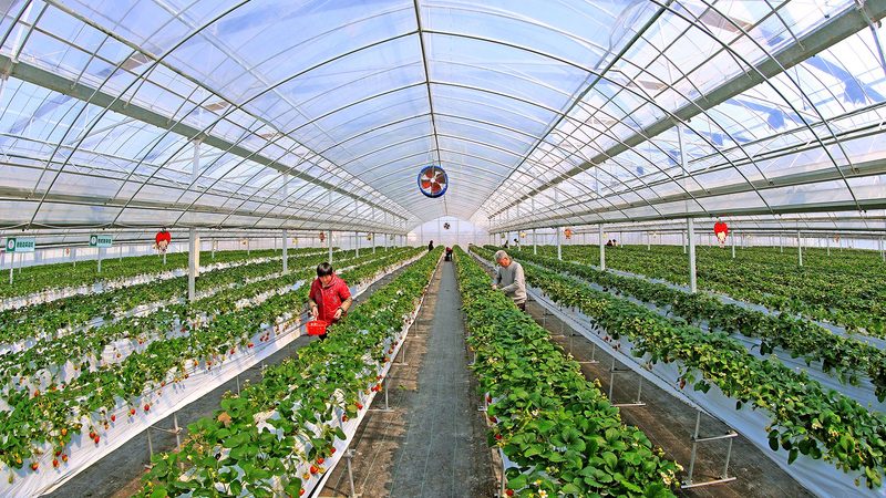 城市屋顶种水果方案哪家好