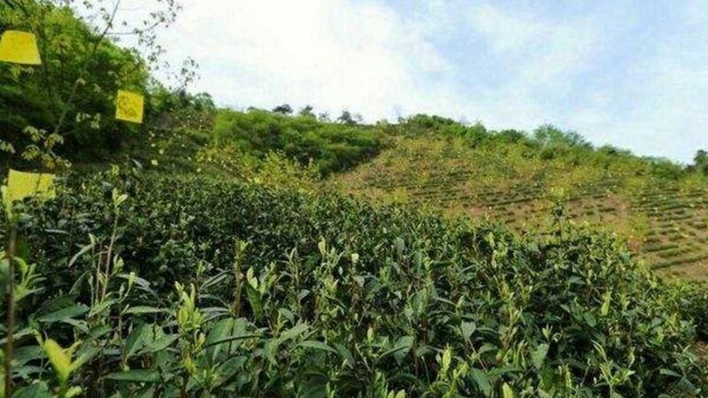 食堂农产品配送费用：揭秘成本构成与优化策略