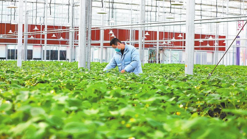 农业种植专用肥料加盟代理，你准备好了吗？**