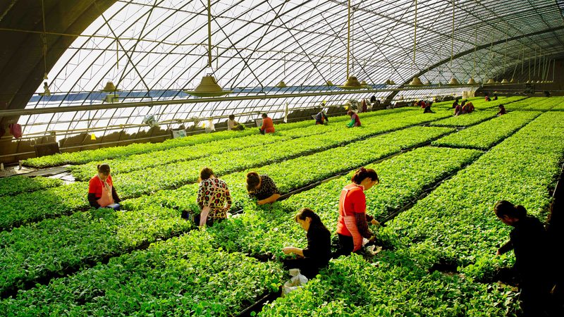 四川农业种植技术推广站代理政策解读：助力农业发展新篇章**