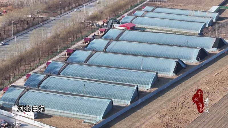 水果种植合作社加盟扶持政策：政策红利下的产业升级之路
