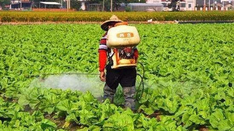 蔬菜配送报价清单：揭秘其包含的五大关键项目
